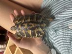 Hermanns : Young approx 2 years old (Francis)